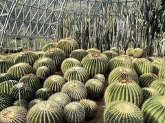 -深圳仙湖植物园