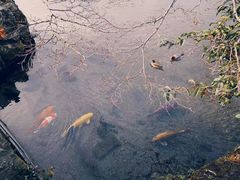 -水前寺成趣园