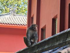-黔灵山公园