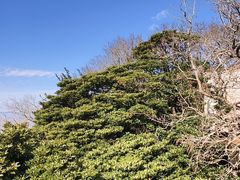 -普陀山慧济禅寺