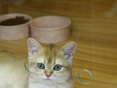 -猫十亿·布偶金渐层·曼基康矮脚猫舍(青年路店)