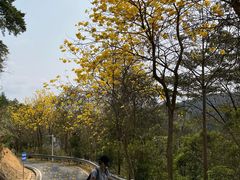 -广州白江湖森林公园