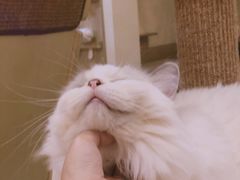 -滚猫咖啡·猫咖·猫友好撸猫(未来城店)