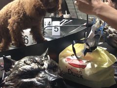 -AOE 火焰 剧本密室狼人杀