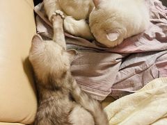 -糯米喵星人总部直营旗舰店·猫舍·幼猫出售