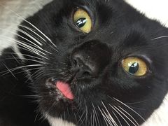 -灵美宠物诊所