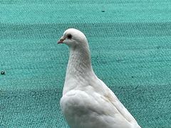 -音乐台