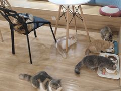 -滚猫咖啡·猫咖·猫友好撸猫(未来城店)