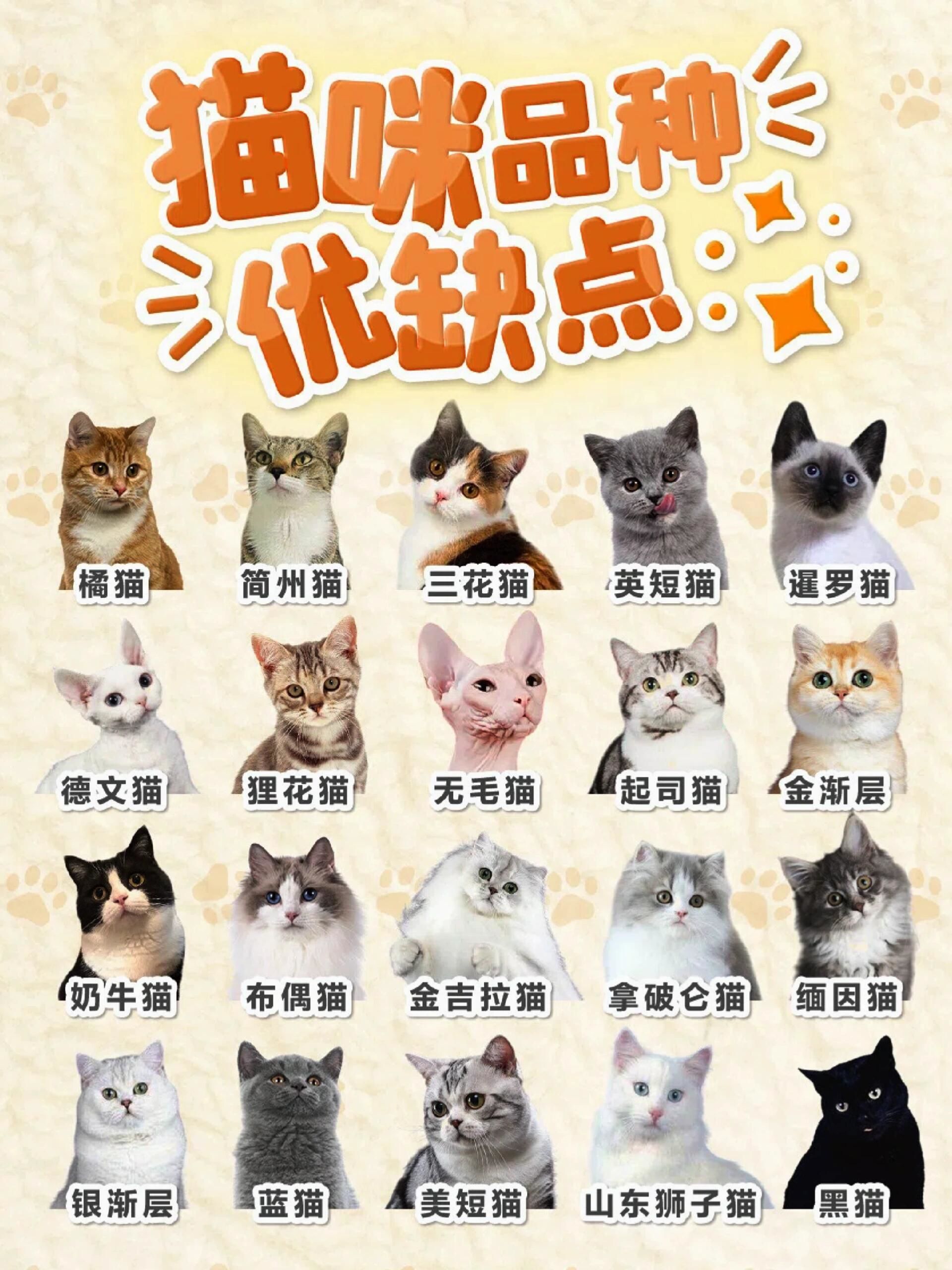 这些猫咪种类你知道吗?