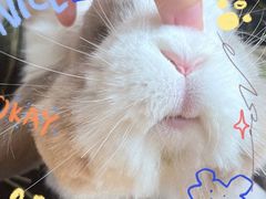 -北京观赏动物医院·24小时大型综合·猫专科·异宠专科
