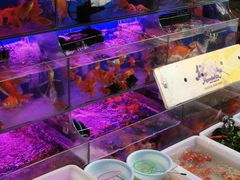 -曲阳花鸟市场(曲阳路店)