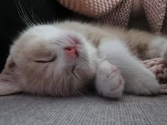 -小猫来了·猫舍(红山六九七九店)