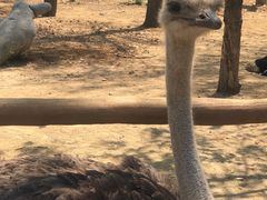 -大连森林动物园