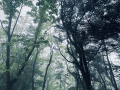 -小陇山国家森林公园桃花沟景区