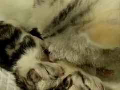 -菲尔斯特宠物医院