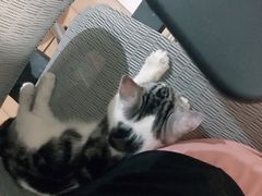 -猫大福·Fortune Cat猫舍(百子湾店)