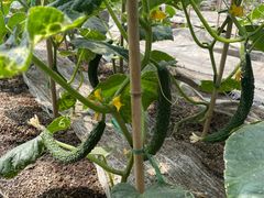 -甜心庄园·甜心草莓采摘园(西青中北店)