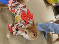 -逗柴咖啡屋·狗咖猫咖宠物桌游