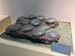-嘉荫恐龙国家地质公园