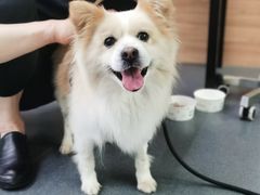 -爱侣宠医·鹦鹉专科·小型哺乳类·异宠专科(灵石路店)