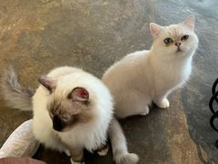 -喵屿·大理花园猫咖