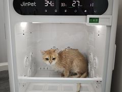 -爱洗澡的猫(望京店)