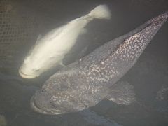 -蓝湾碧波·老字号·疍家非遗海上餐厅
