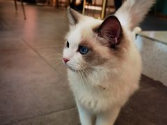 -飞行喵MR PILOT|猫舍·猫咖(静安大融城店)