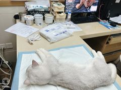 -爱侣·安琦尔宠物医院·中兽医针灸·心内科·狂犬免疫点(宝山区院)
