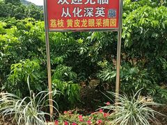 -从化深英荔枝黄皮龙眼采摘园