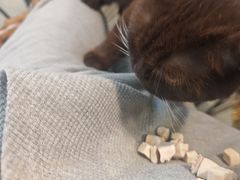 -平行世界·猫咖(首经贸店)