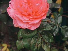 -北京大学燕东园