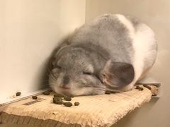 -龙猫仔乐园(惠福东路店)