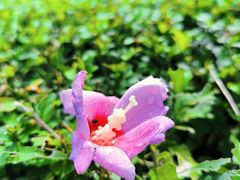 -国家植物园