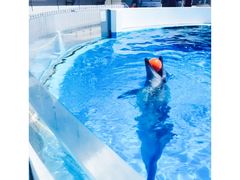 -西海国立公园九十九岛水族馆