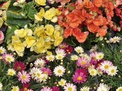 -桂林市花鸟市场
