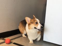 -汪说·狗咖(旺城大厦店)