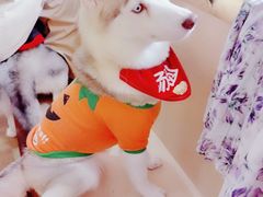 -Husky Go! 哈士奇体验馆·宠物咖啡厅狗咖