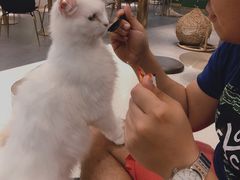-飞行喵MR PILOT|猫舍·猫咖(静安大融城店)