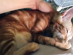 -中农国际动物医院24小时·猫科·骨科·急重症中心