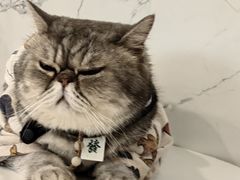 -楼上猫咖(罗湖店)