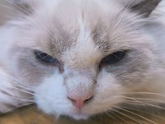 -藏猫猫咖啡主题馆(中央大道店)