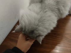 -猫友咖啡店(玉林西路店)