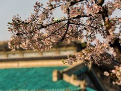 -武汉大学-樱园