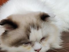 -楼上猫咖(罗湖店)