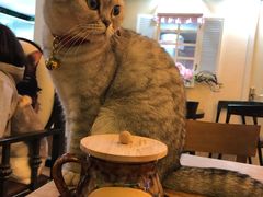 -李小姐の猫咖啡馆(五角场店)