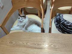 -藏猫猫咖啡主题馆(中央大道店)