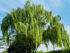 -贡湖湾湿地公园