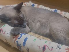 -滚猫咖啡·猫咖·猫友好撸猫(未来城店)