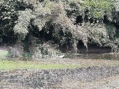 -艾溪湖湿地公园